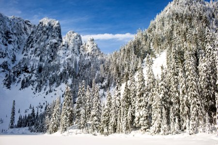 snow covered pine trees photo