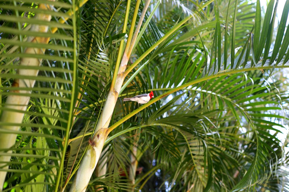 Oahu, United states, Travel
