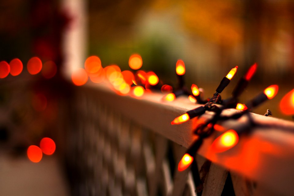 Macro, Autumn, Bokeh