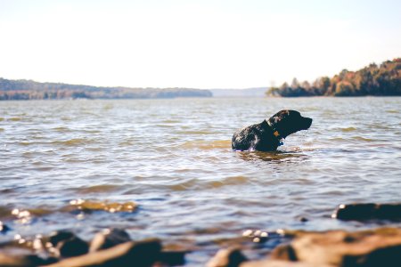 black Labrador dog on body of water