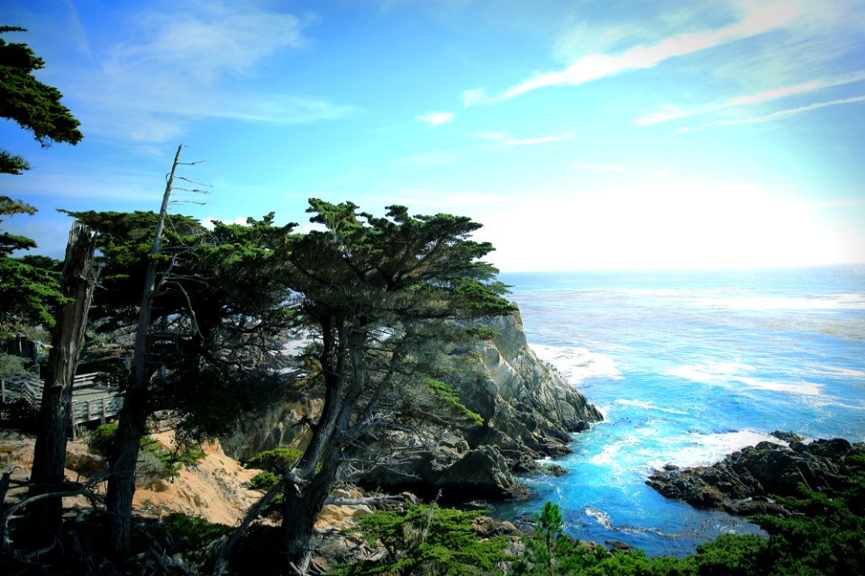 green leafed trees in front of body of water photo