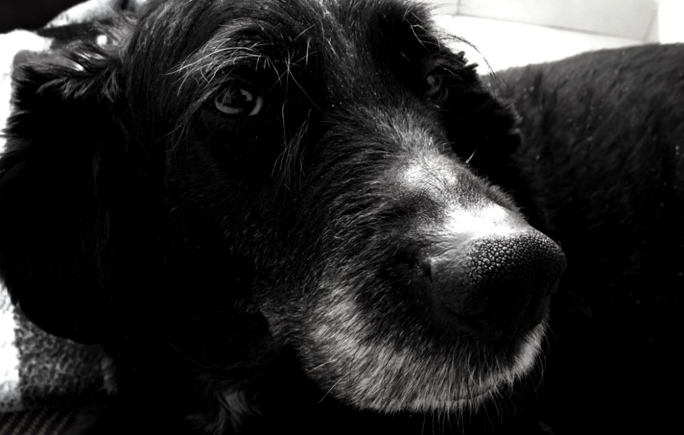 Labrador, Mascota, Pet photo