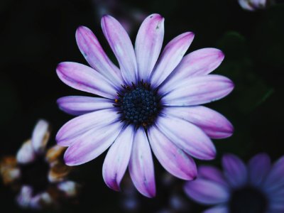 white and pink flower shallow focus photography photo