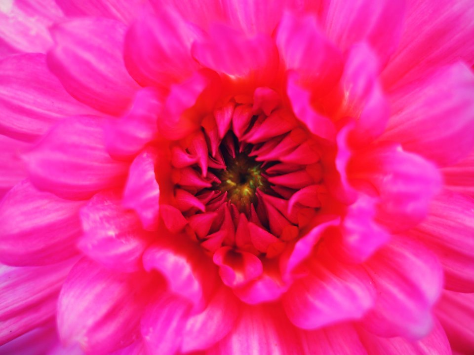 Titiseeneustadt, Germany, Flower