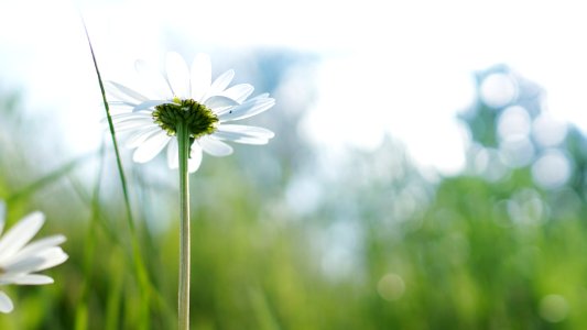 white flower with green stem