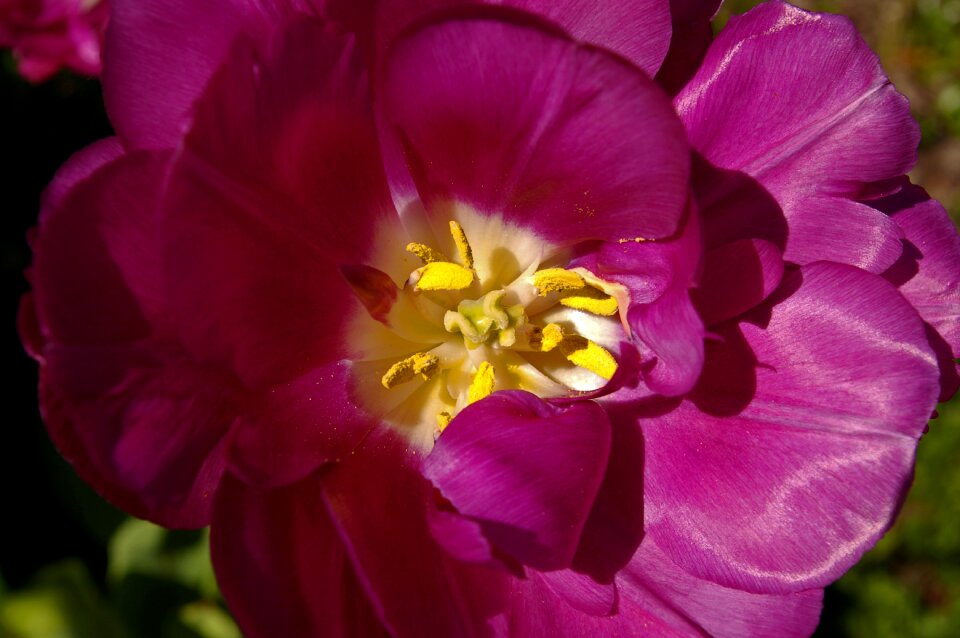 Flower spring nature
