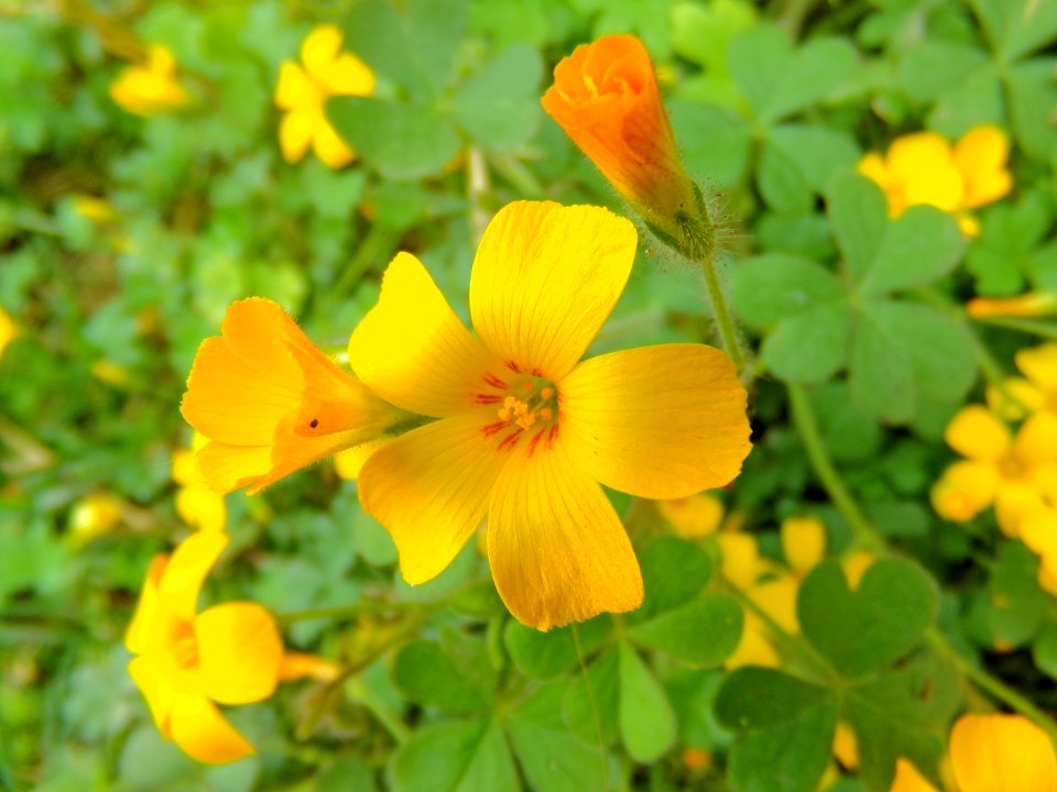 Summer, Spring, Amarillo