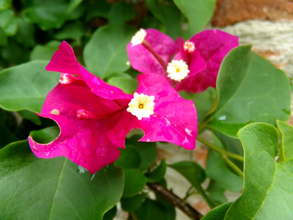 Flower, Tree, Green