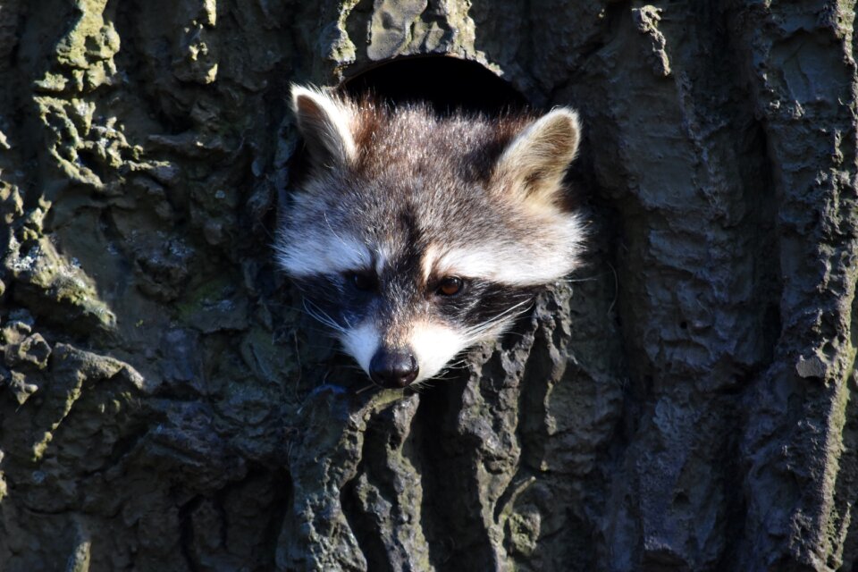 Animal world cute face