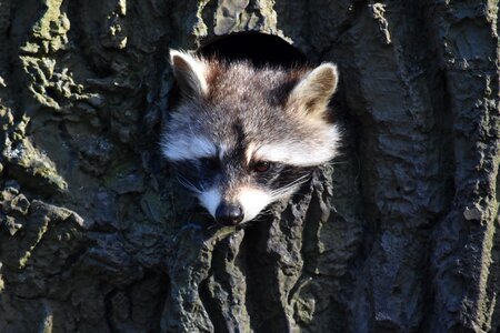 Animal world cute face