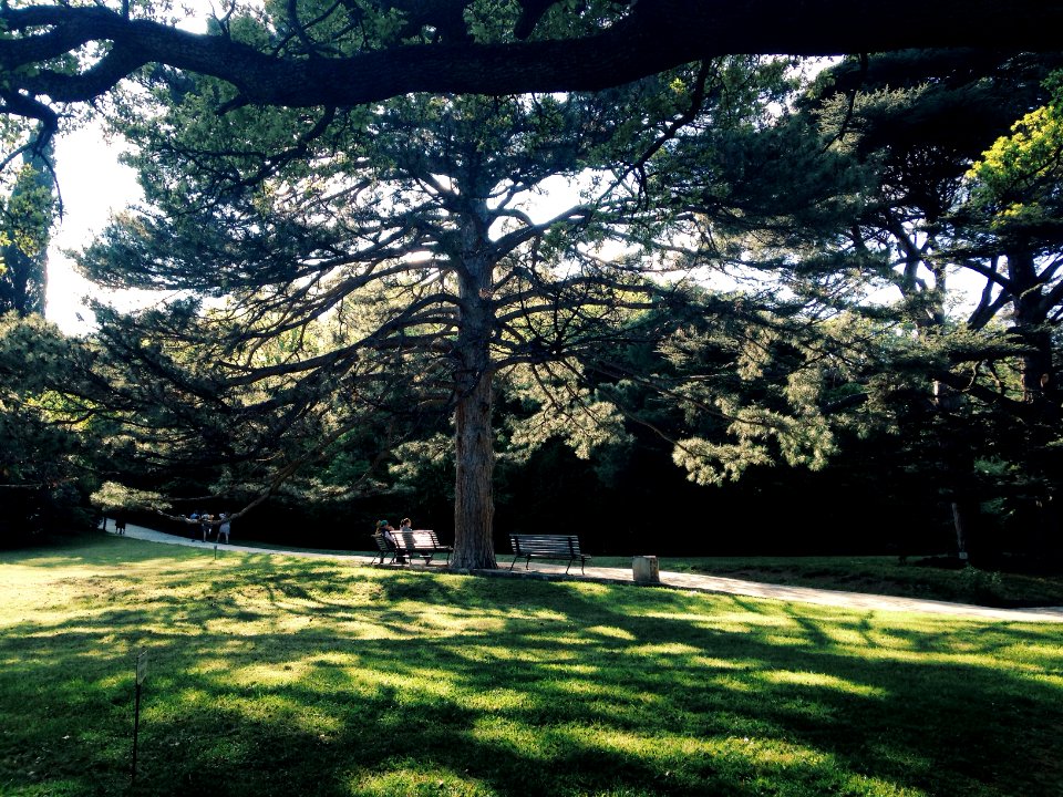 Forest, Tree