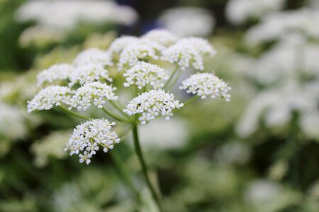 White flower weed macro