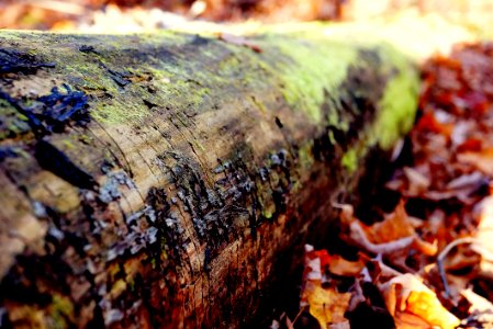 brown tree log surrounded by brown leaves photo