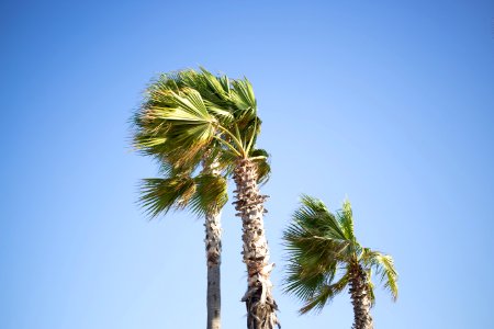 California, Beach, Palm tree photo