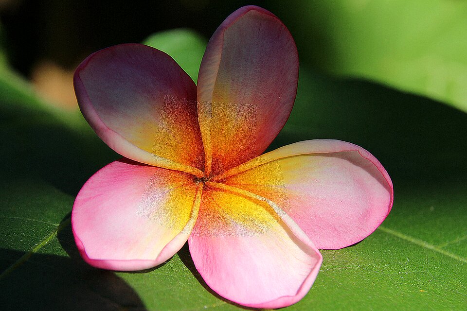 Light colors flowers