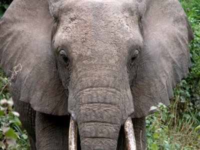 gray elephant near green leaf plant photo