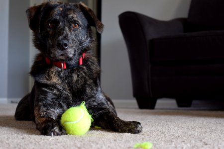 Animal, Dogs, Play