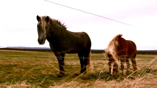 Icel, Animals, Pasture