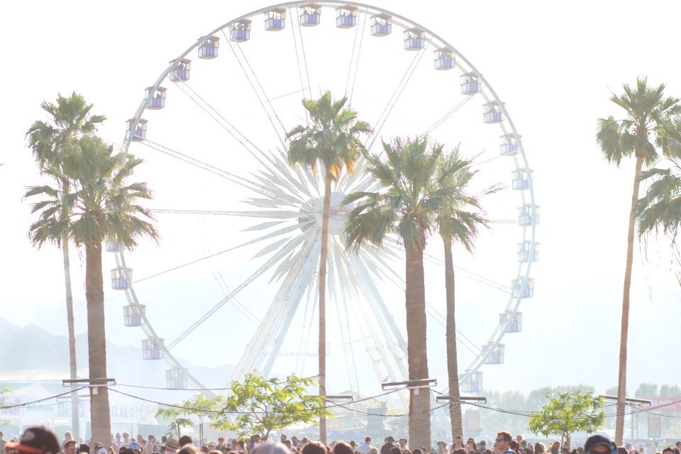 Indio, United states, Palm tree