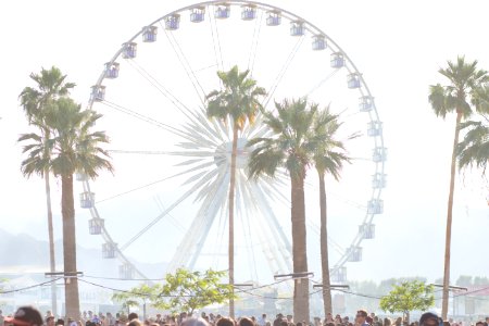 Indio, United states, Palm tree