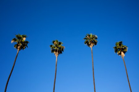 Los angeles, United states, Palm tree photo