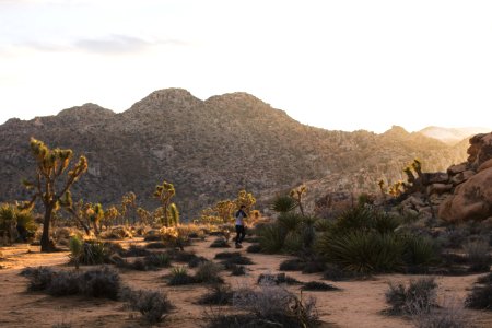 Joshua tree, United states, Scape