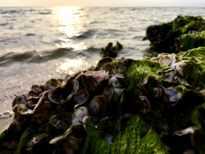 Ocean, Shells, Ocracoke isl