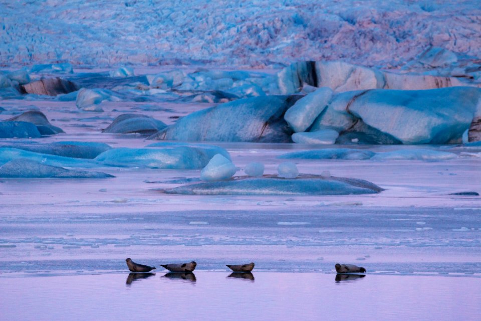 Icel, Ice, Pink