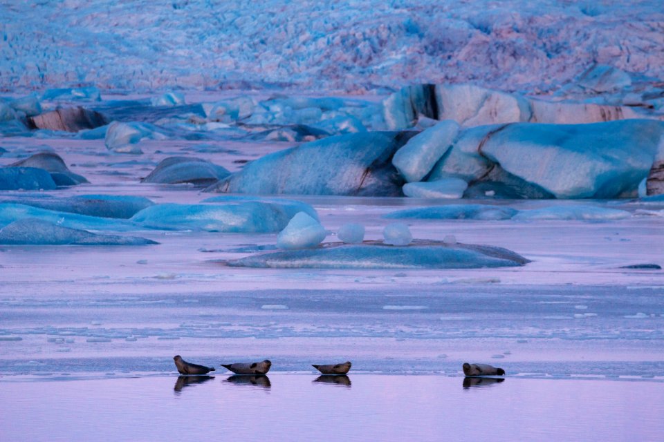 Icel, Ice, Pink photo