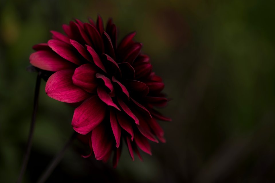 selective focus photo of pink petaled flower