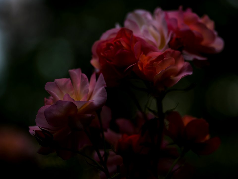 Thurnau, Germany, Flower