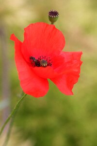Garden red nature