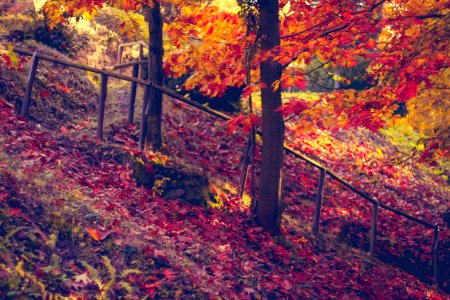 Tree, Forest, Trees