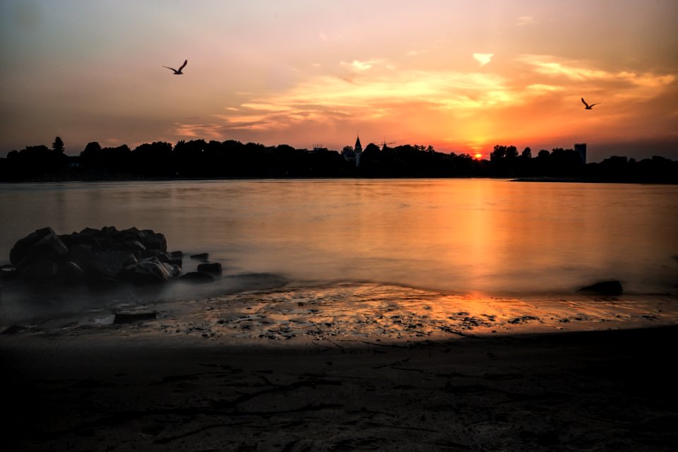Chill, Bonn, Birds