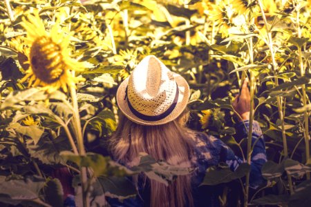 person wearing white hat beside sunflower fields photo