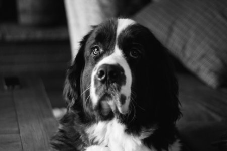 Newfoundl, Dog