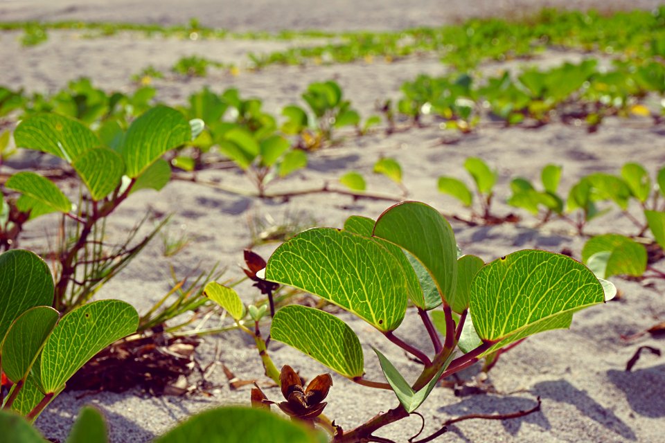 Venice, United states, Plantlife