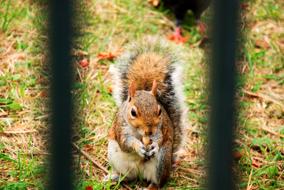 Hyde park, London, United kingdom