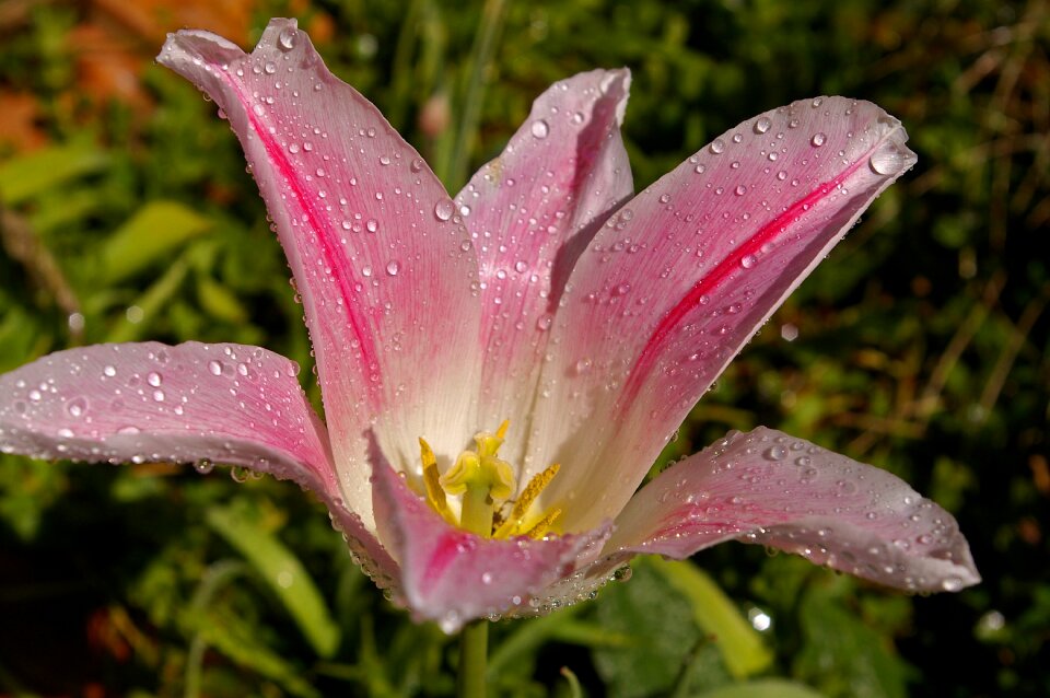Spring blossom bloom