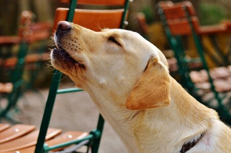 Howl yelp animal