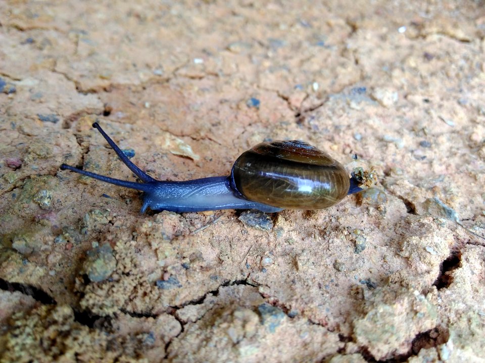 Malaysia, Gua musang, Forest