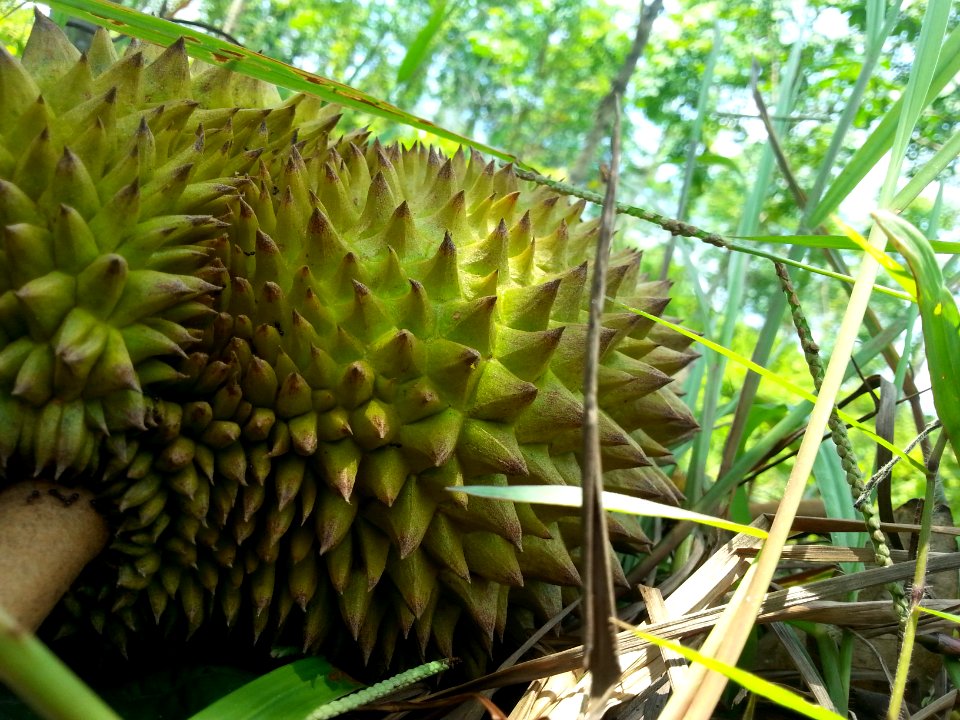 Malaysia, Gua musang, Kelantan