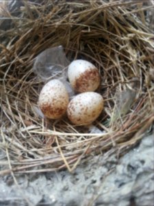 Malaysia, Gua musang, Egg
