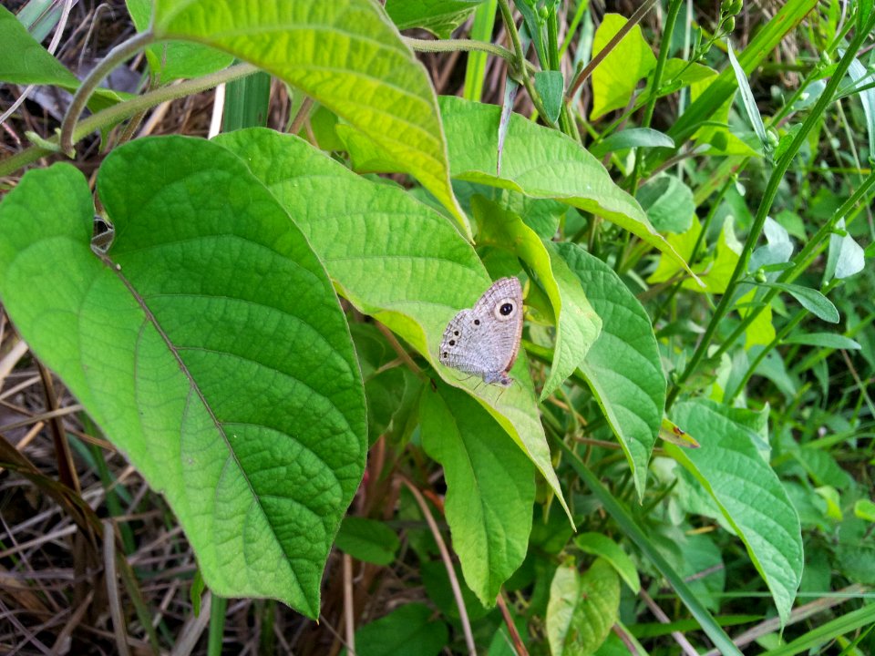 Gua musang, Malaysia, Forest
