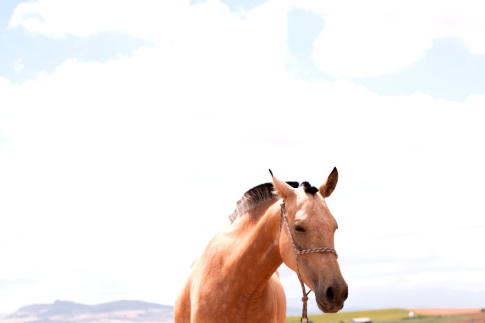 brown horse under clear blus ky