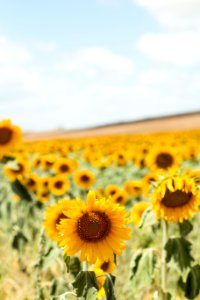 Spain, El coronil, Summer