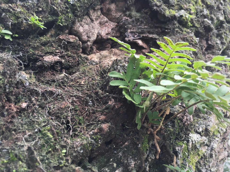 Earth, Life, Brown
