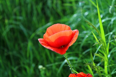 Plant blooms poppy flower