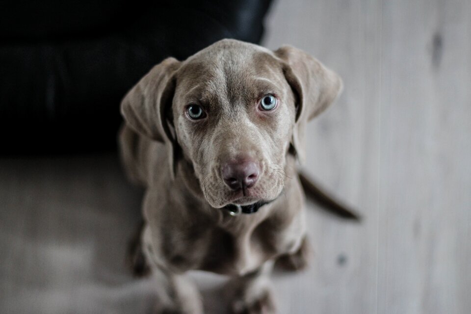 Dog snout animal portrait