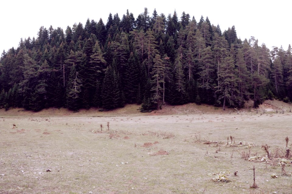 Lake abant nature park, Turkey, Forest